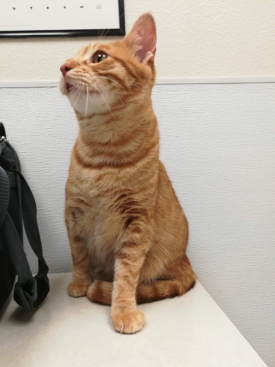 Palm Bluff Veterinary Hospital - Photo 2