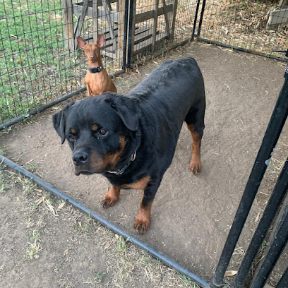 Rooby-Doo Canine Academy