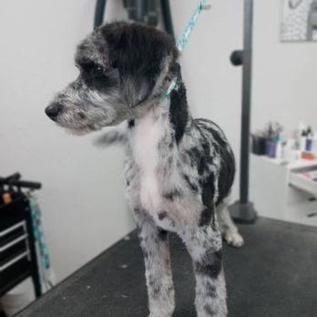 Optimus Pet Grooming