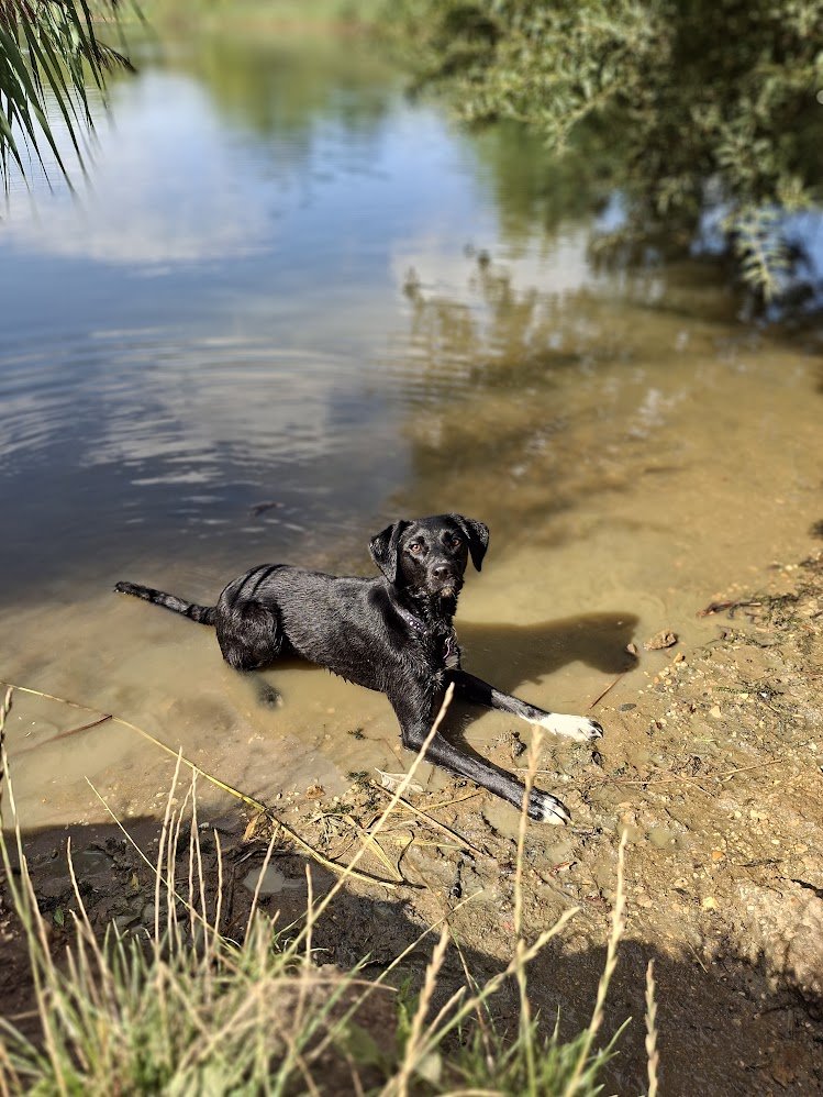 Woofles Dog Boarding - Photo 2