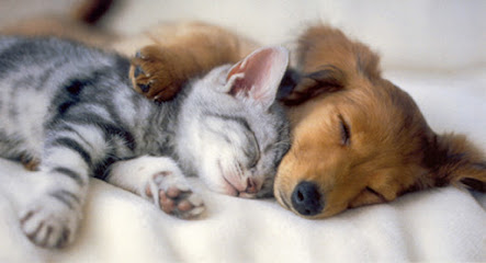 Shaw Veterinary Centre - Pet Shop in Swindon