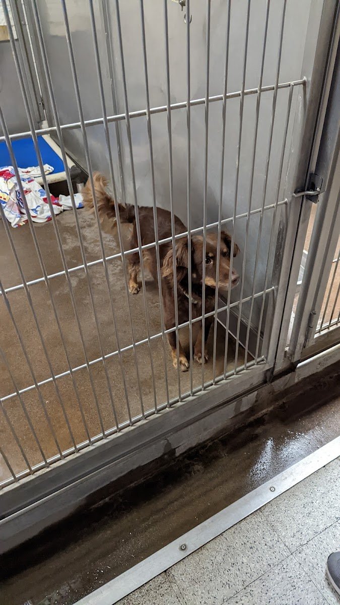Central California SPCA - Photo 2