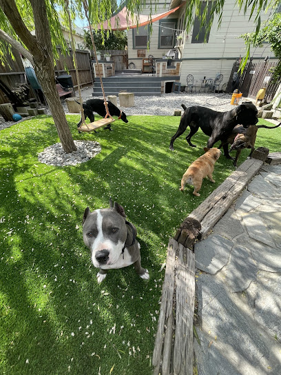 BeeCastle Doggo Daycare