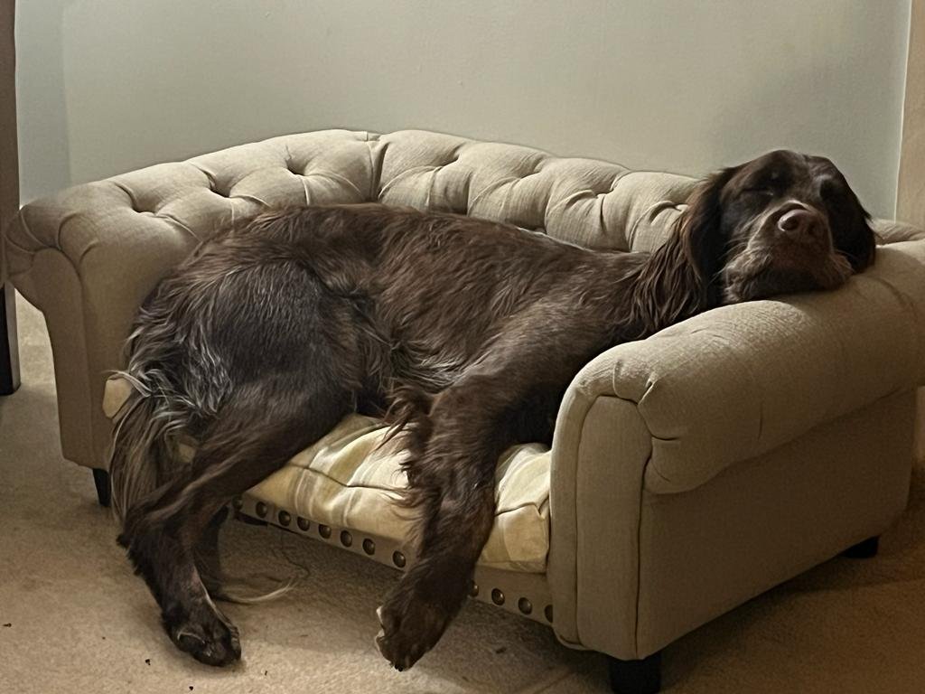 DW Dog Training and Pet Care - Photo 2