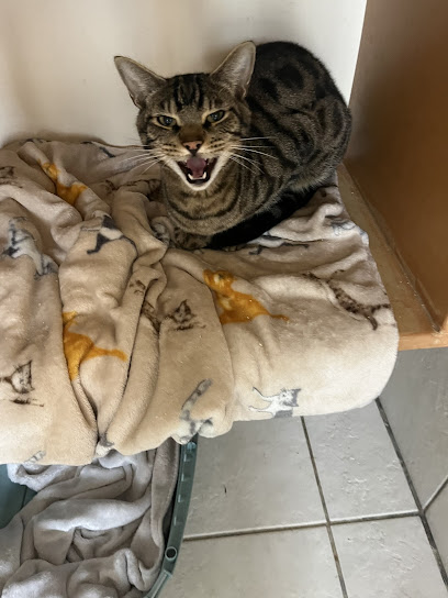 Highmead Cattery - Pet Shop in Swindon
