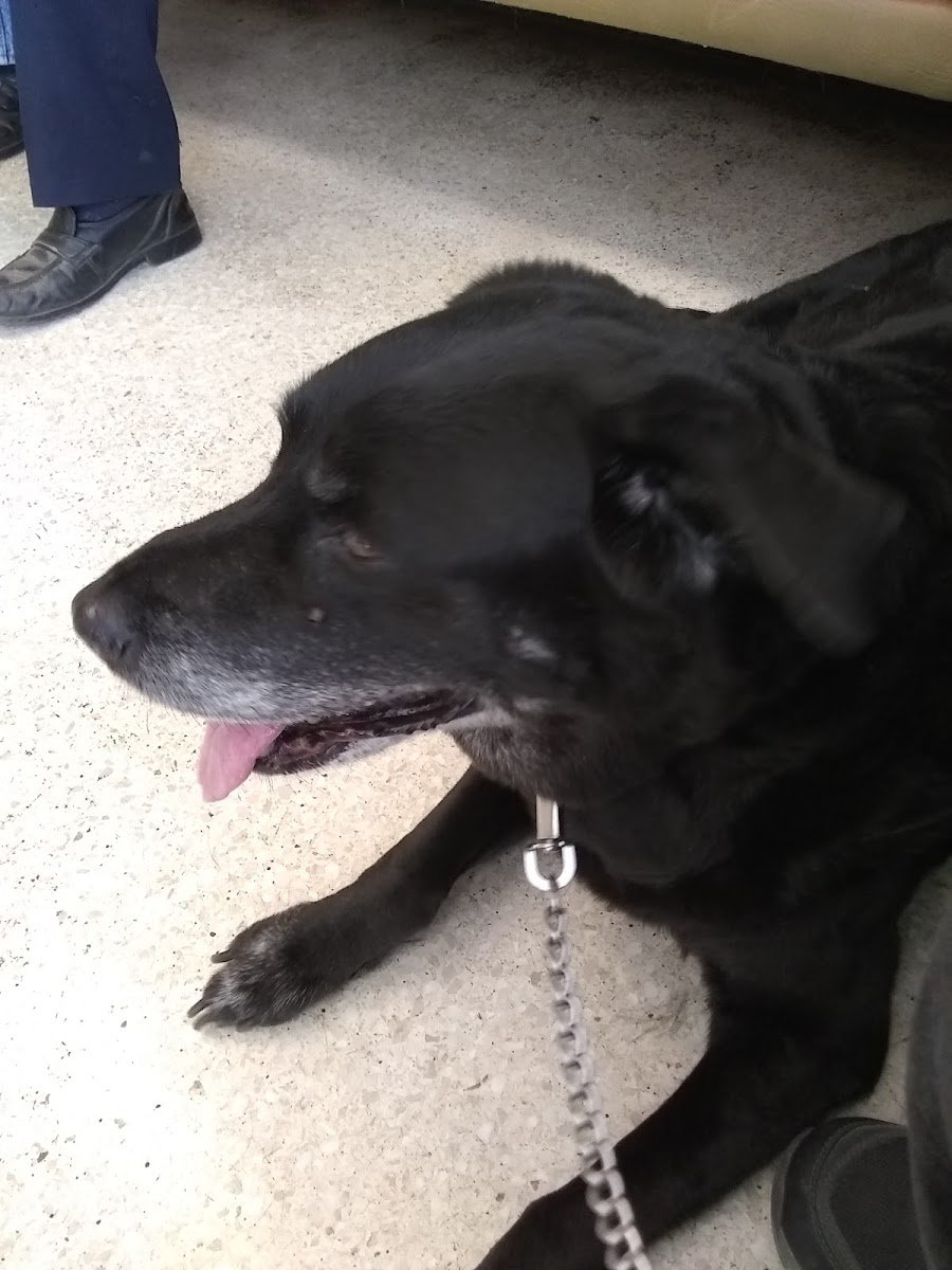 Olive Veterinary Hospital - Photo 2