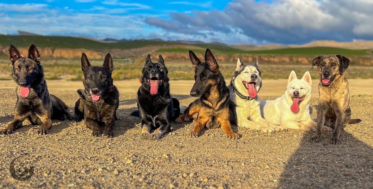 Major K9s Academy - Photo 2