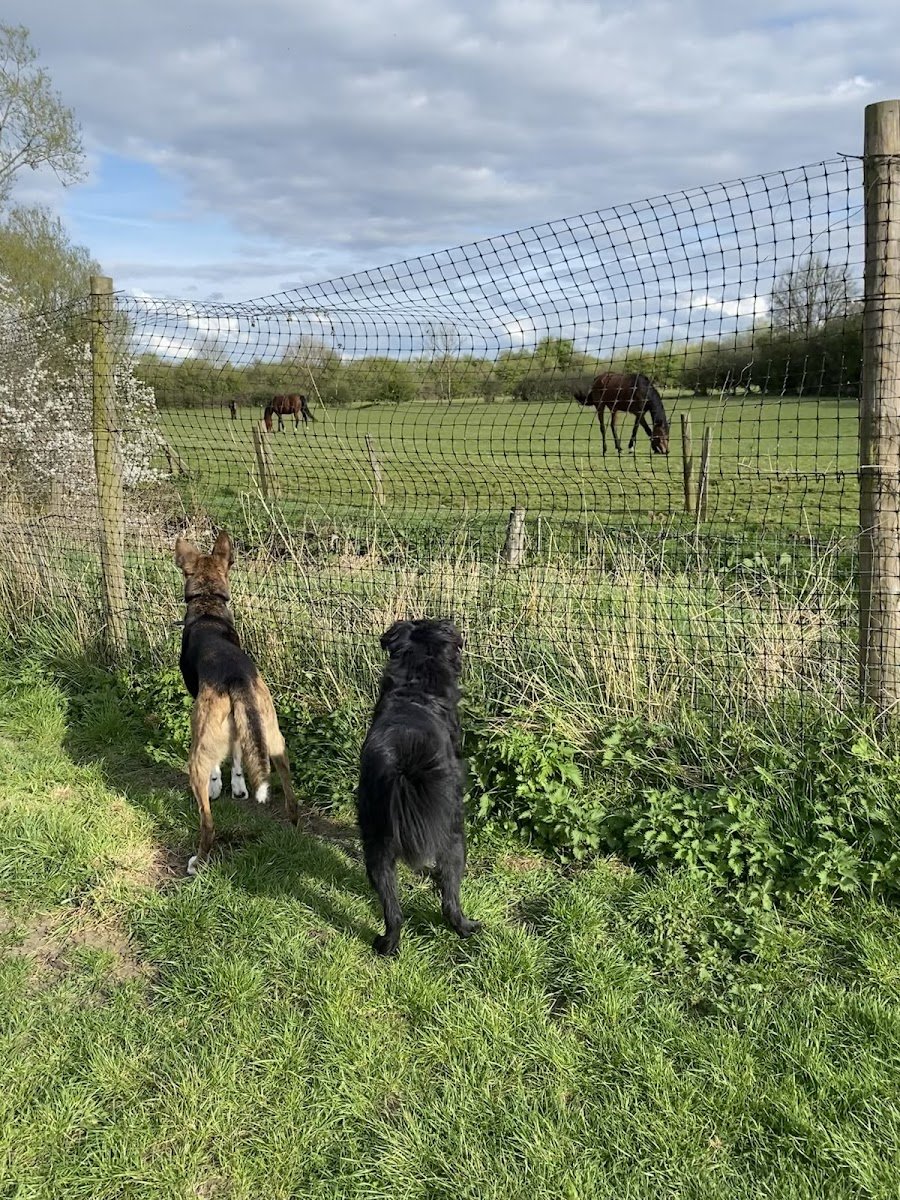 k9 confidential - Photo 2