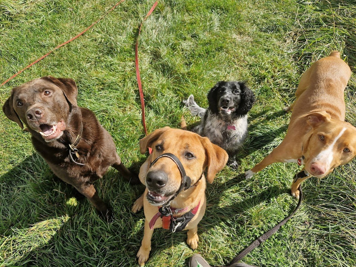 Katie's K9's - Photo 2