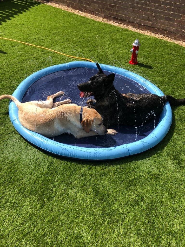 Doggy Day Care and Grooming Swindon Ltd - Photo 2