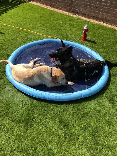 Doggy Day Care and Grooming Swindon Ltd - Pet Shop in Swindon