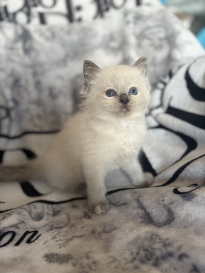 Fluffidolls Cat Grooming - Pet Shop in Swindon
