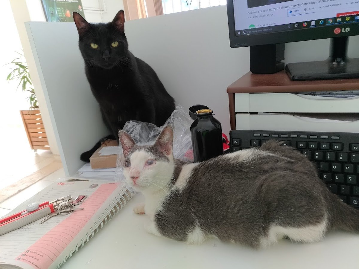 CLÍNICA VETERINÁRIA MED PET DRª VÂNIA HAMESSI