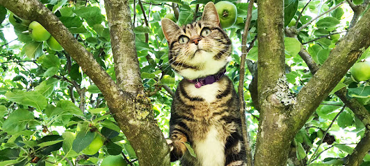 Cricklade Cattery - Pet Shop in Swindon