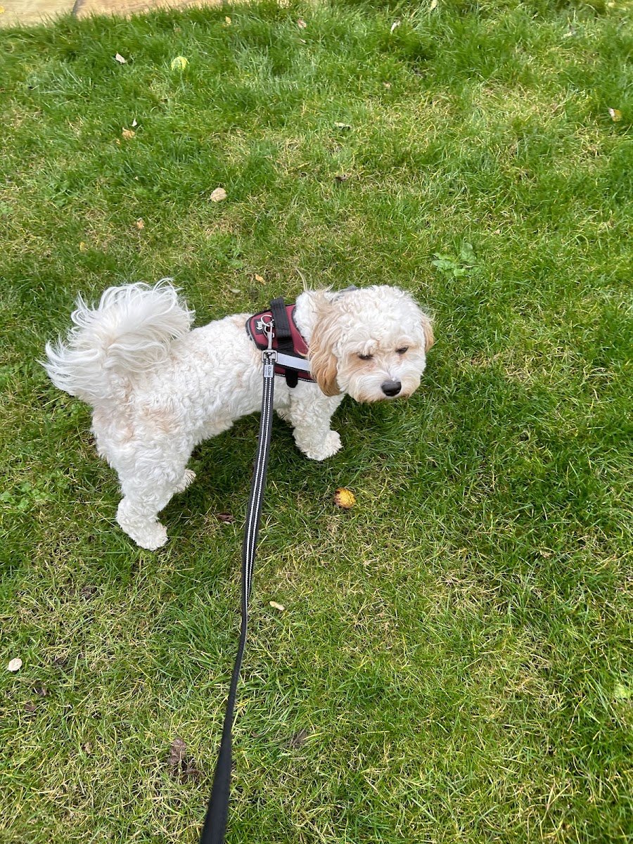 Swindon Pet Sitting - Photo 2