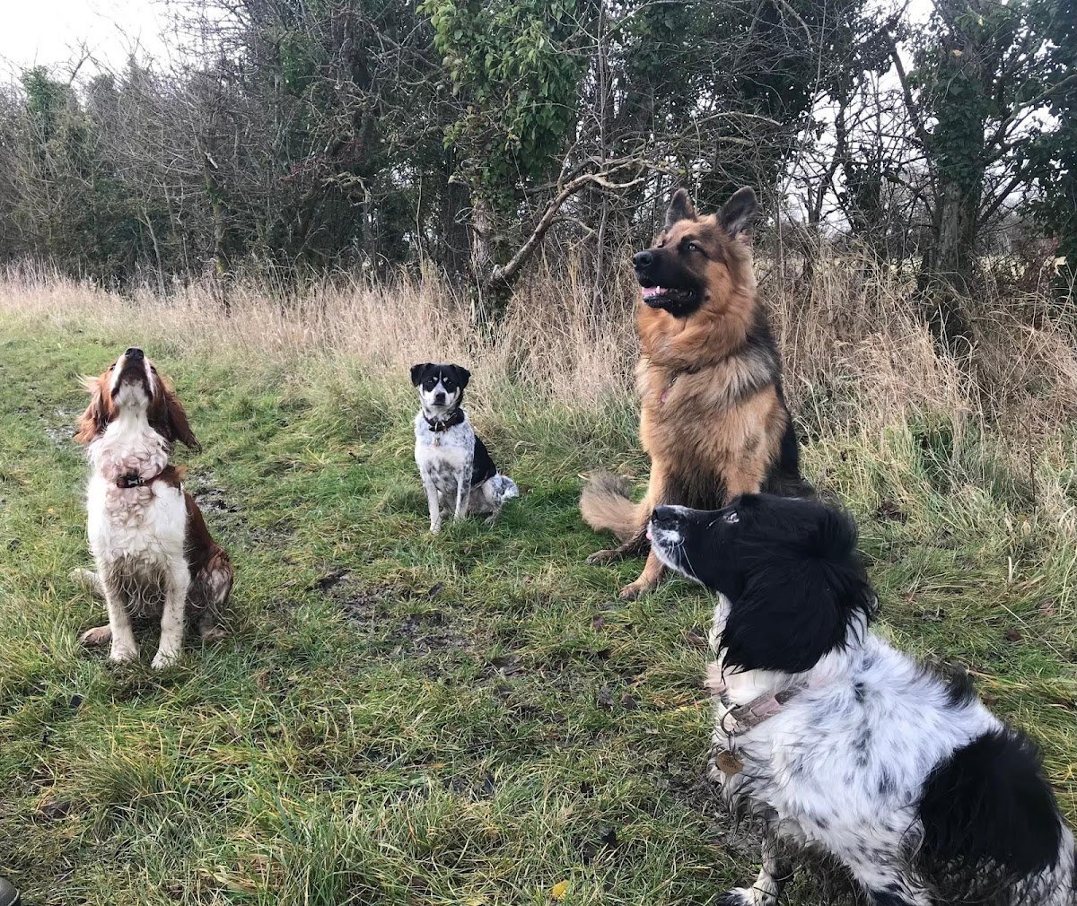 K9 Luxury Dog Care Faringdon - Photo 2
