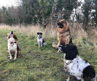 K9 Luxury Dog Care Faringdon - Pet Shop in Swindon