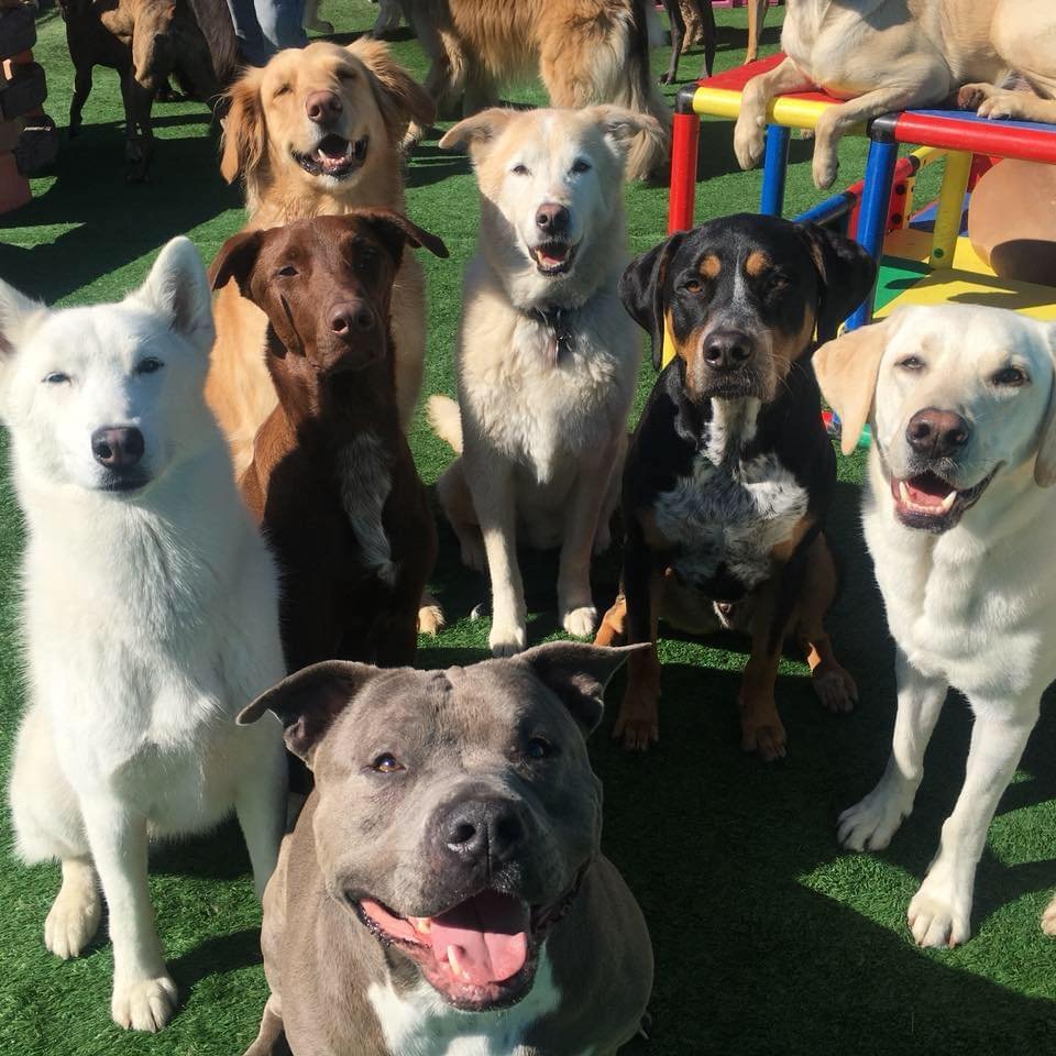 Dogs 24/7 - Photo 2