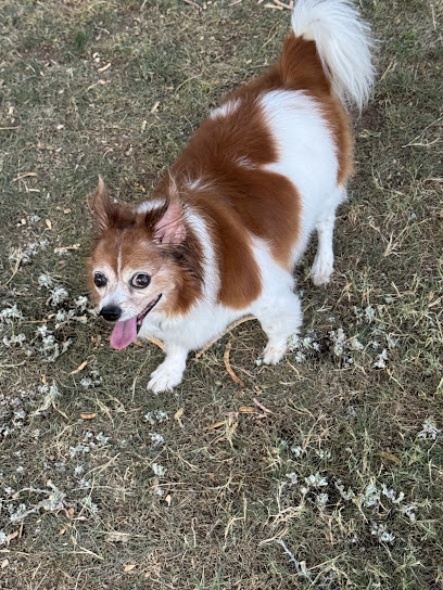 Adogable Pet Sitting