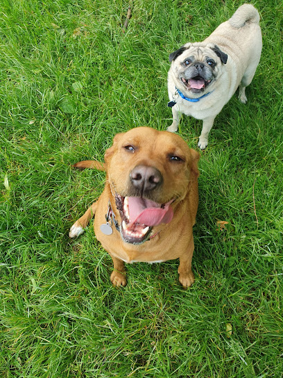 ELITE CANINE CLUB - Pet Shop in Warrington