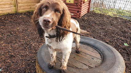 Warrington Doggy Daycare - Dog Day Care Centre - Pet Shop in Warrington