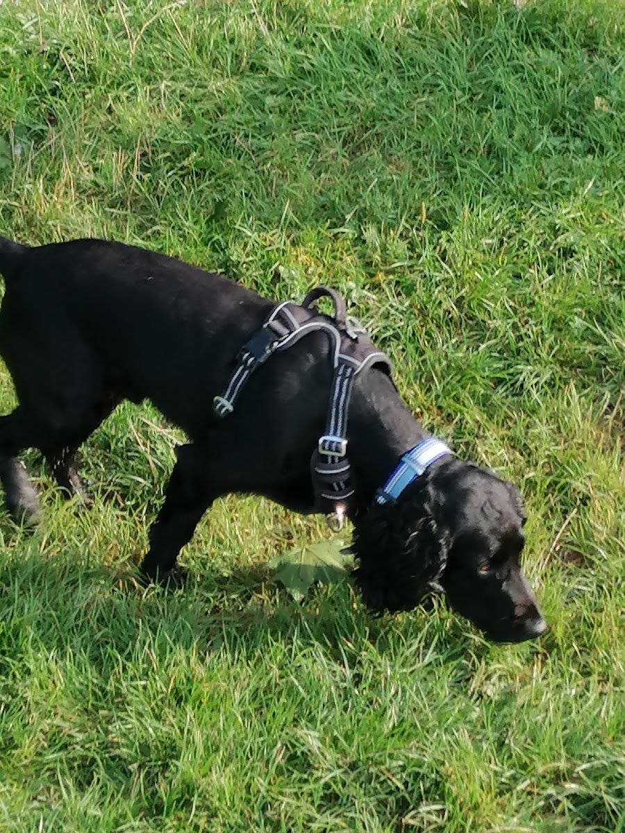 House and Hound Northwich - Photo 2