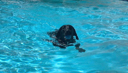 Brooke E - Pet Shop in Mesa