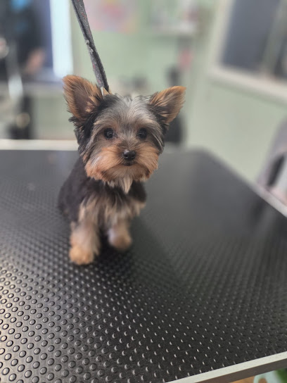 Ziggys Dog Salon - Pet Shop in Warrington