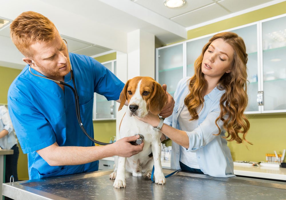 Affordable Veterinary Clinic - Photo 2