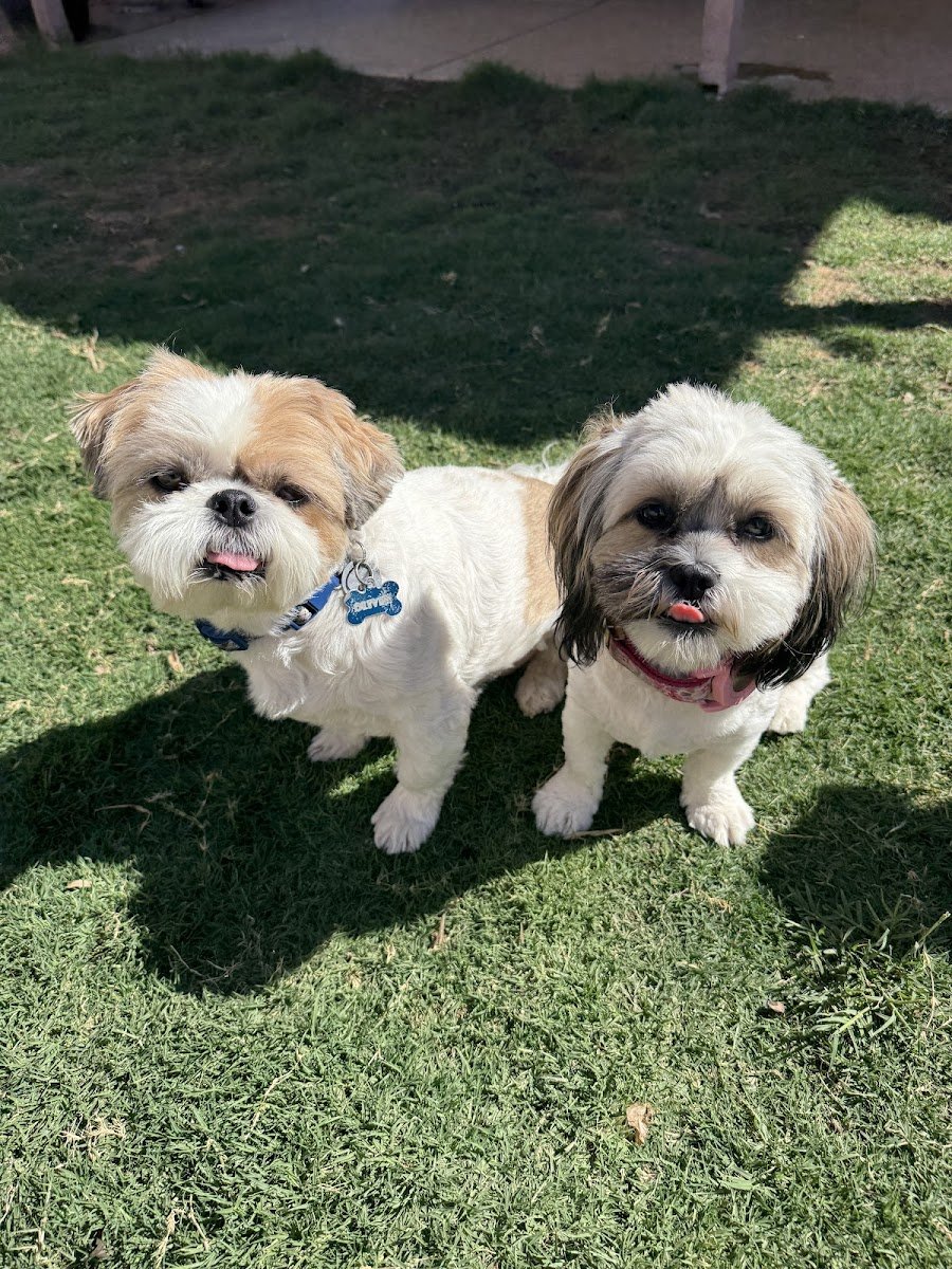 Pooch Paradise Daycare and Boarding - Photo 2