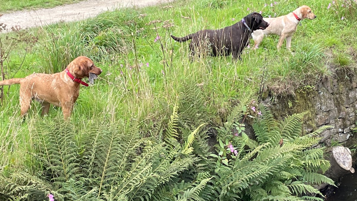 Doggy poppins - Dog Walking and boarding services - Photo 2