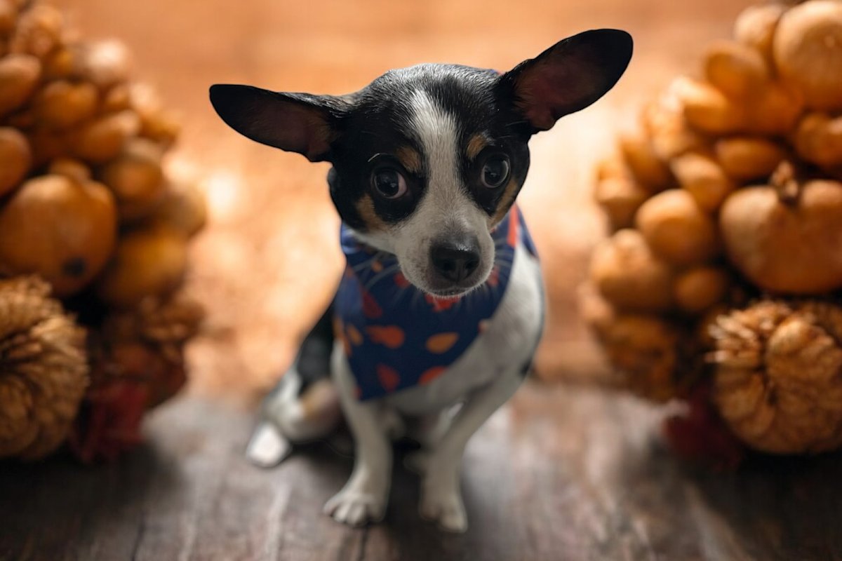 B&D Pet Spa LLC - Photo 2