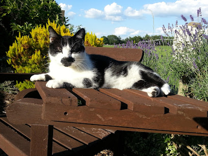 Home Loving Cats - Pet Shop in Warrington