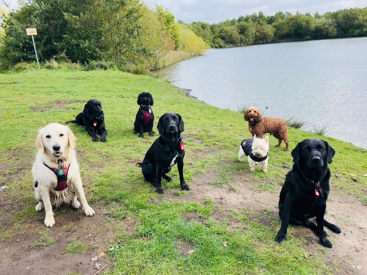 Warrington Dog Walker - Photo 2