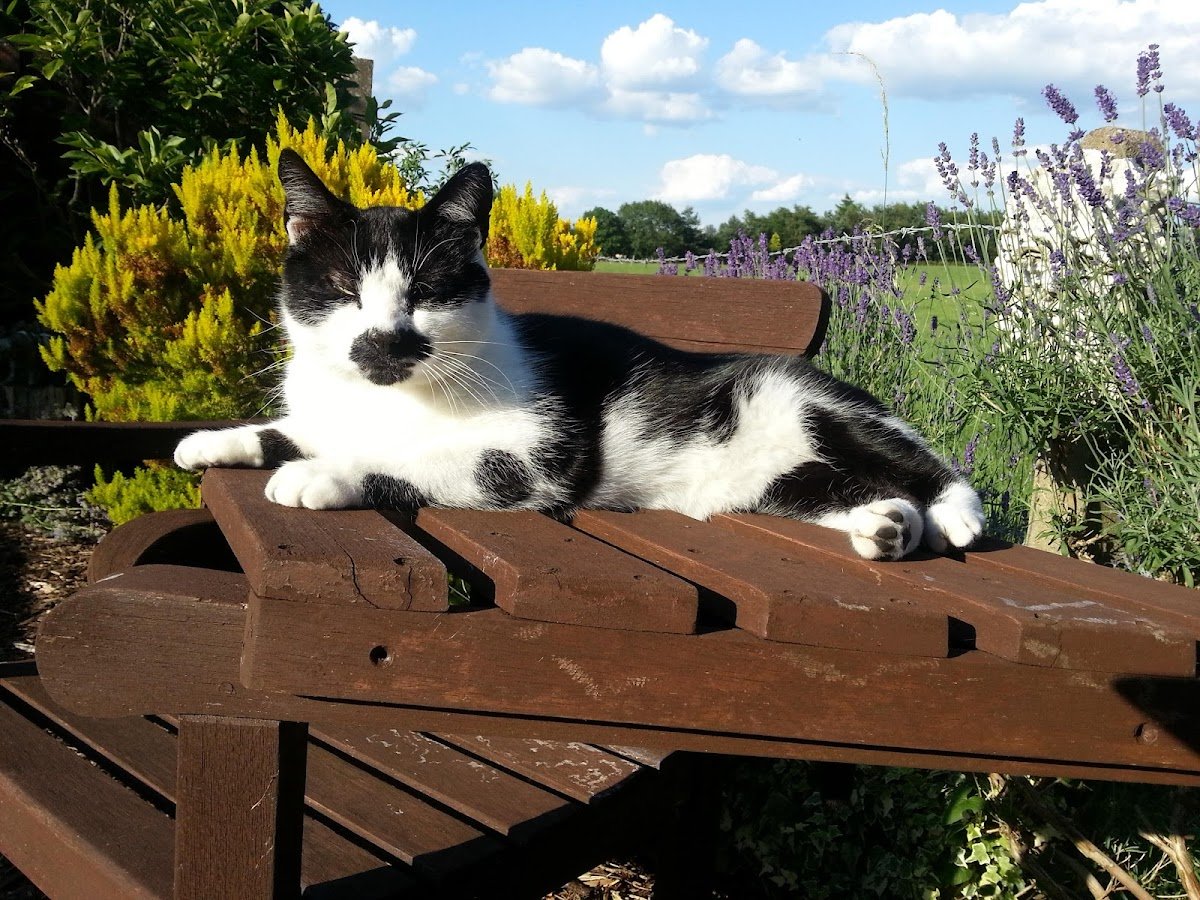 Home Loving Cats - Photo 2