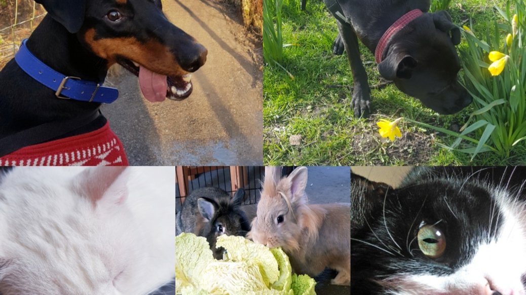 All Things Pawsible - Photo 2