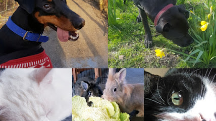 All Things Pawsible - Pet Shop in Warrington