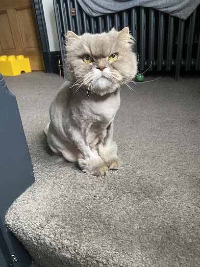 Widnes Cat Sitting - Pet Shop in Warrington