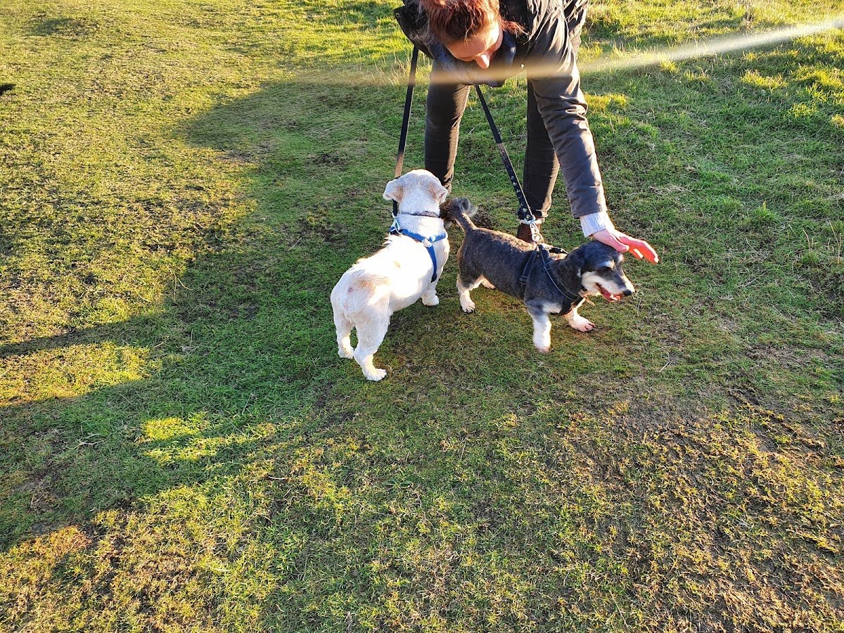 Wagging Tails - Photo 2