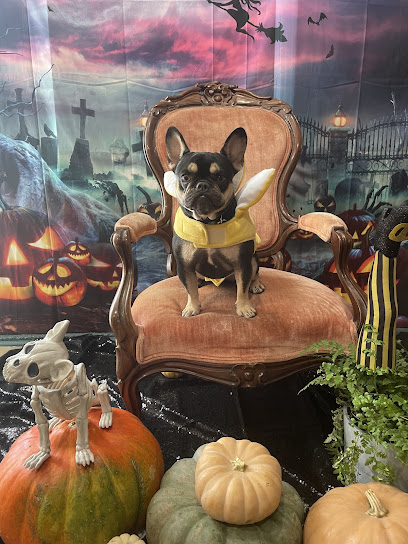 Adventure Awaits Dog Daycare