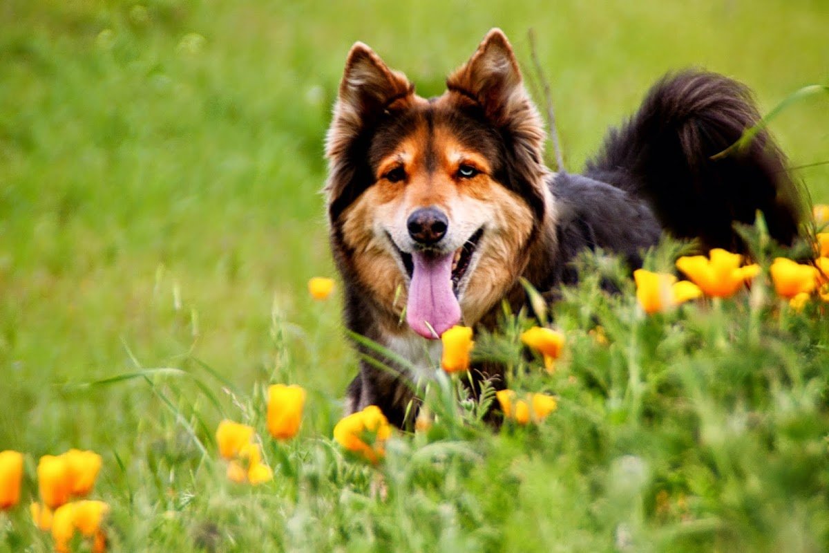 P.E.T. your dog - Photo 2