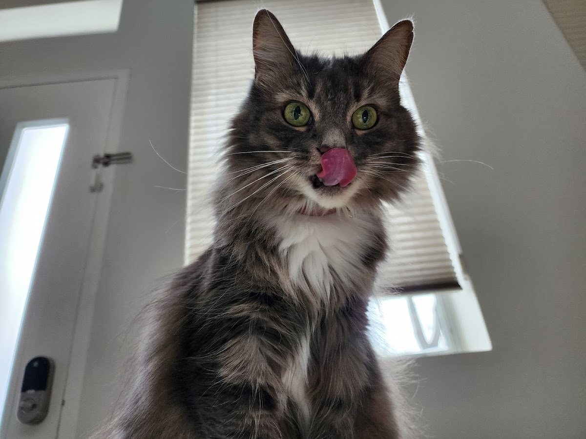 Pawsitive Attention Pet Services - Photo 2