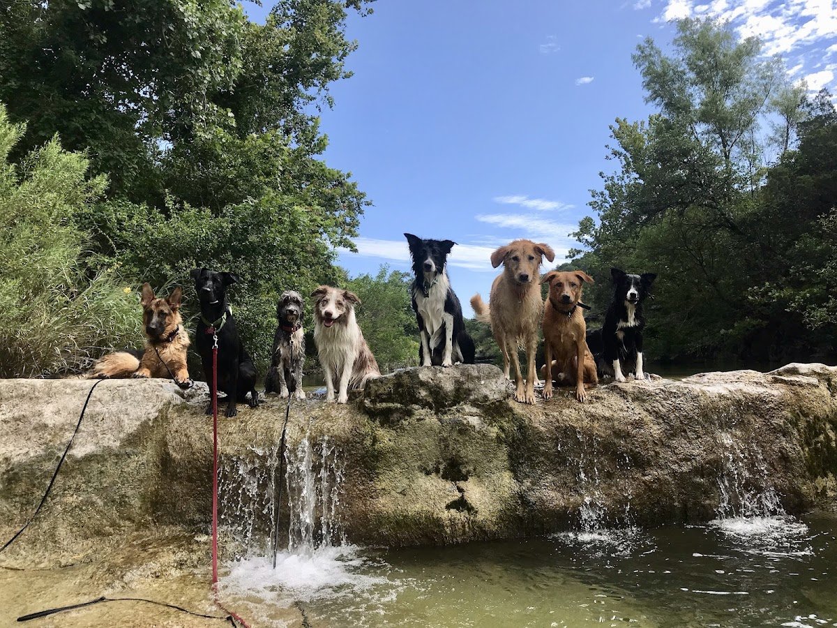 Coffey House Dog Training - Photo 2
