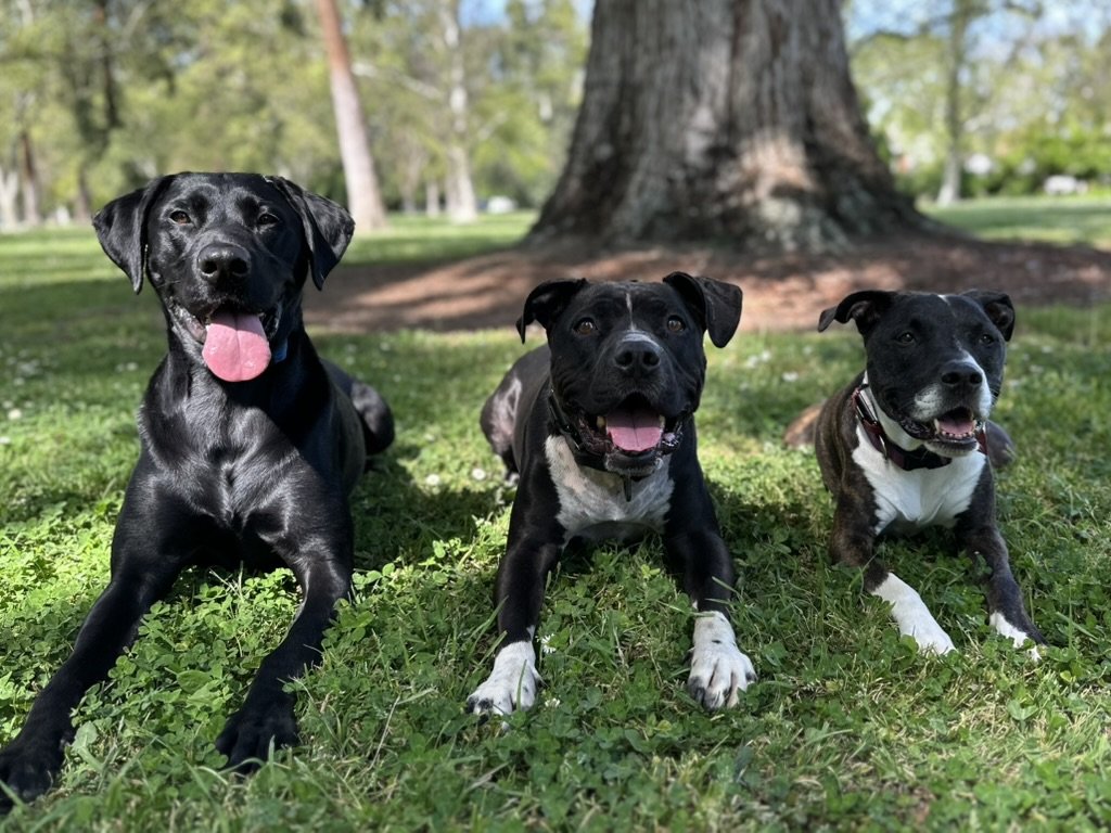 Destination Canines - Photo 2