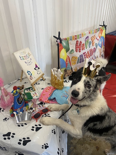 Doggo Daycare Centre