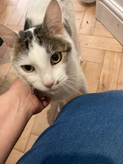 Hills and Tails Dog Walking Saddleworth