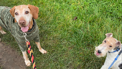 Georgie's Dog Walkies