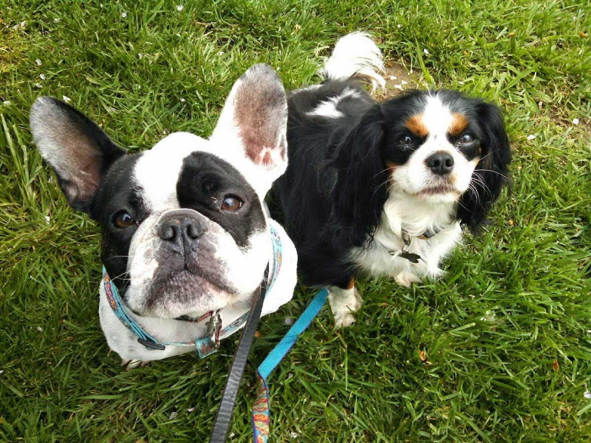 Doggie Bed & Breakfast - Photo 2