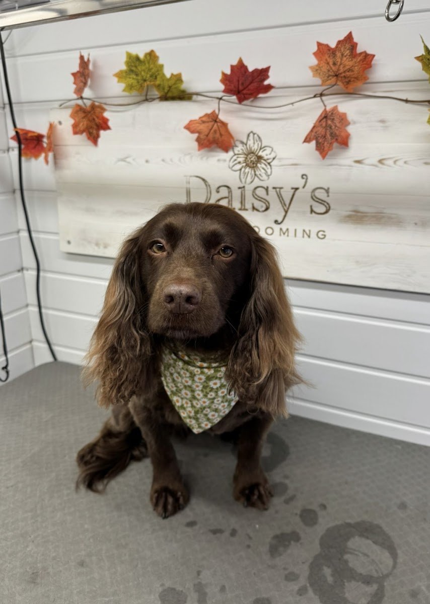 Daisys Dog Grooming - Photo 2
