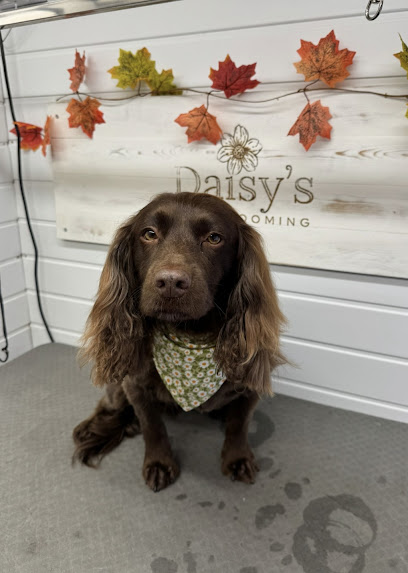 Daisys Dog Grooming